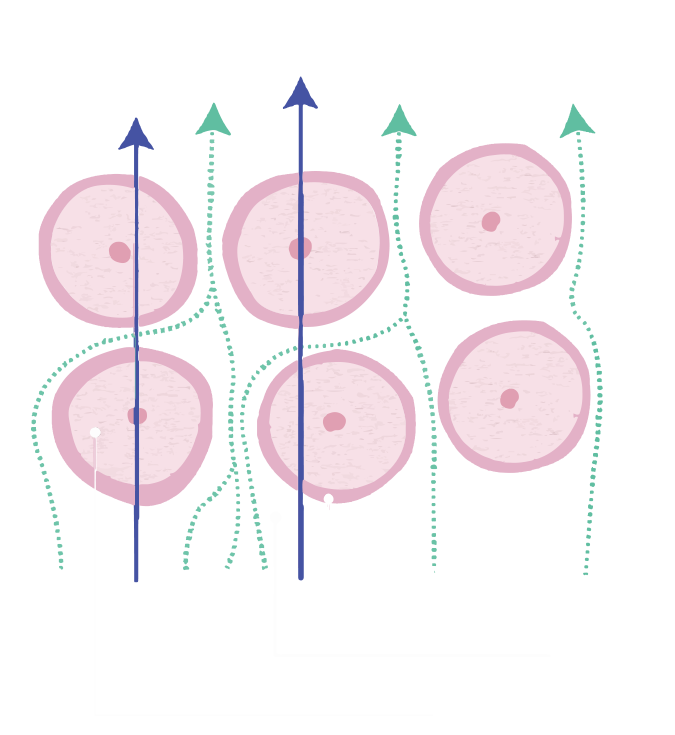 Example of a bioelectrical impedance analysis (BIA) segmen…